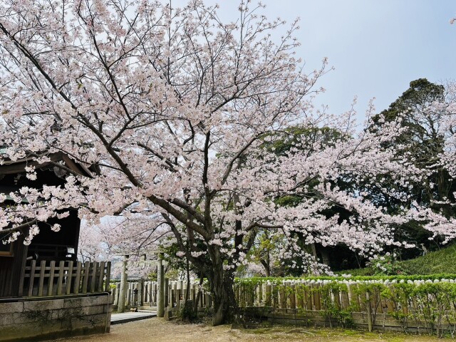 240401桜