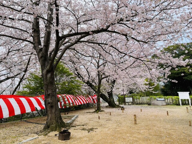 240401桜花